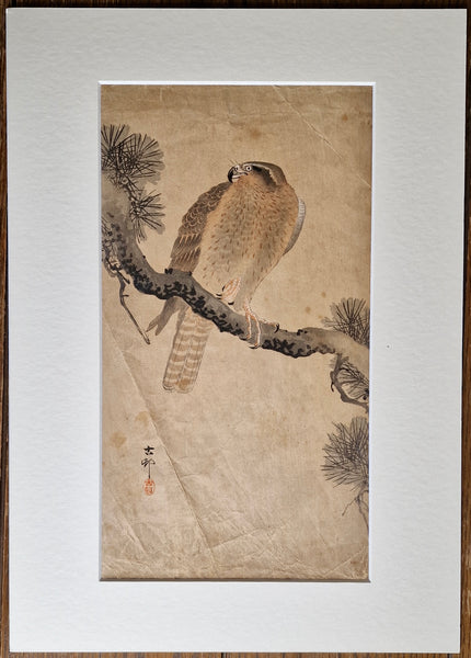 Original Woodblock Print Ohara Koson "Goshawk on Pine Branch" - 1900-1910