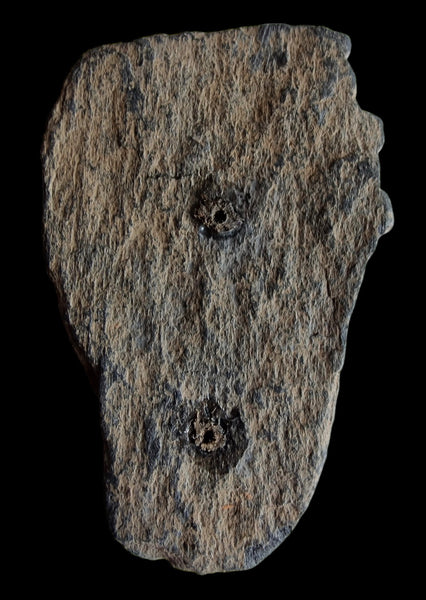 Grey Schist Bodhisattva Head - Gandhara - II-III c.
